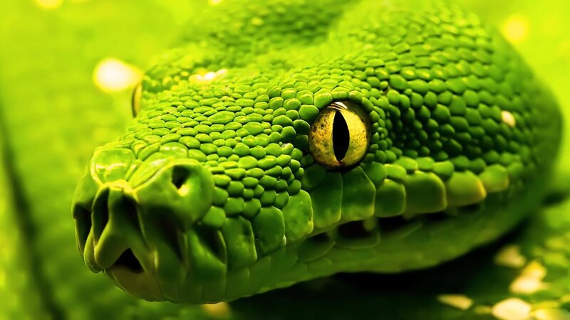 Close-up of a green snake