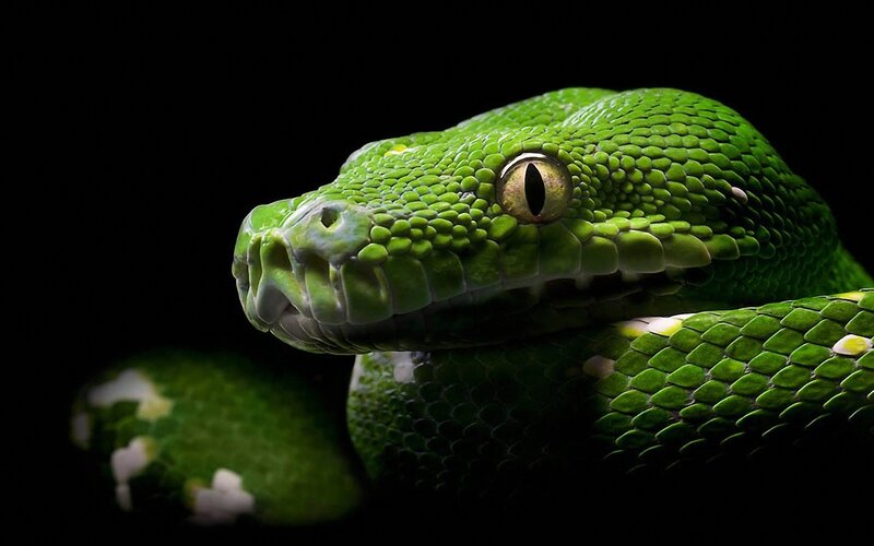 Close-up of a green snake