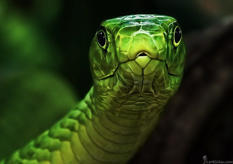close-up of a green snake