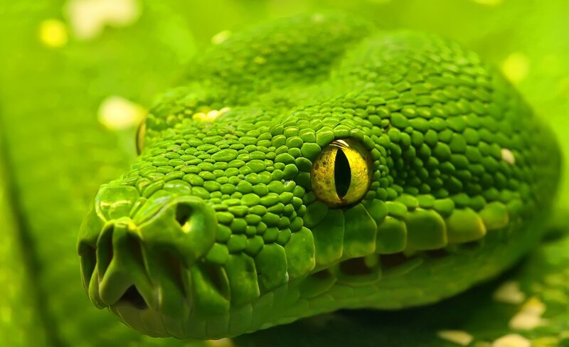 Close-up of a green snake