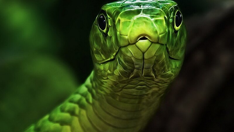 close-up of a green snake