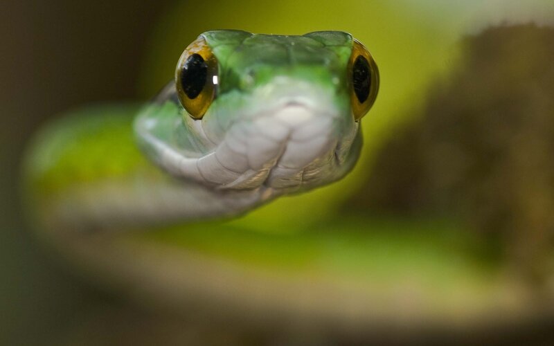 close-up of a green snake