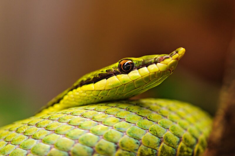Close-up of a green snake