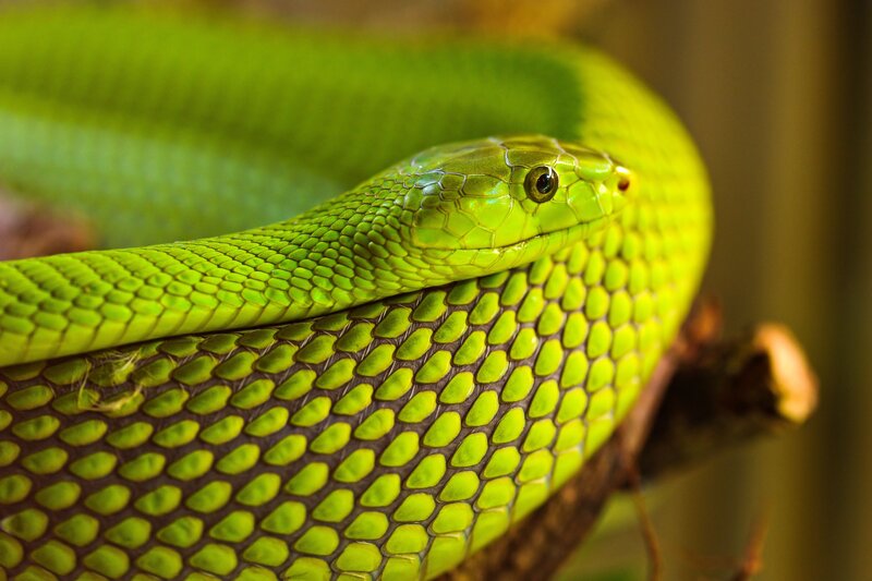Close-up of a green snake