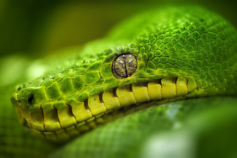 Close-up of a green snake