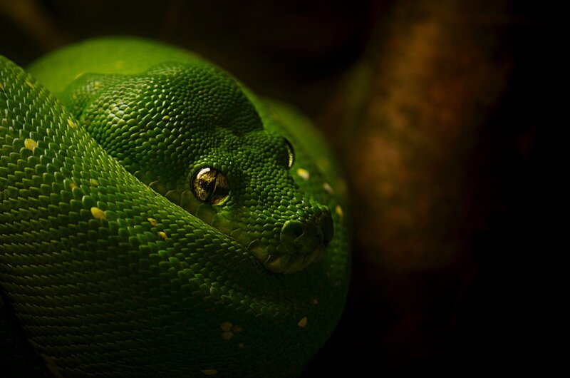 Close-up of a green snake