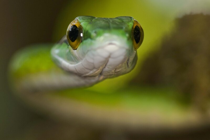 Close-up of a green snake