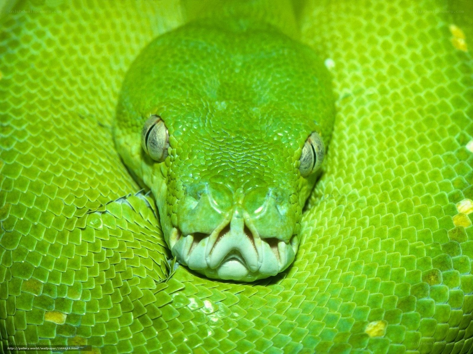Close-up of a green snake