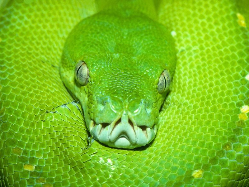 Close-up of a green snake