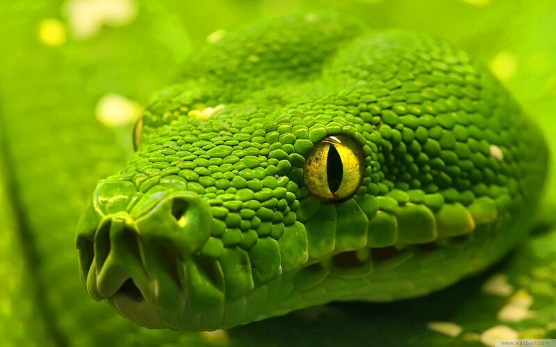 Close-up of a green snake