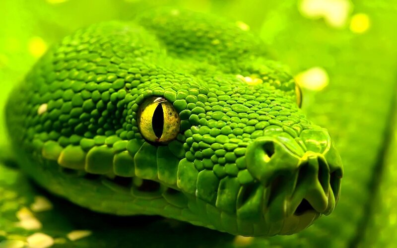 Close-up of a green snake