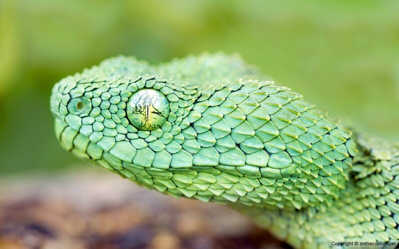 Close-up of a green snake