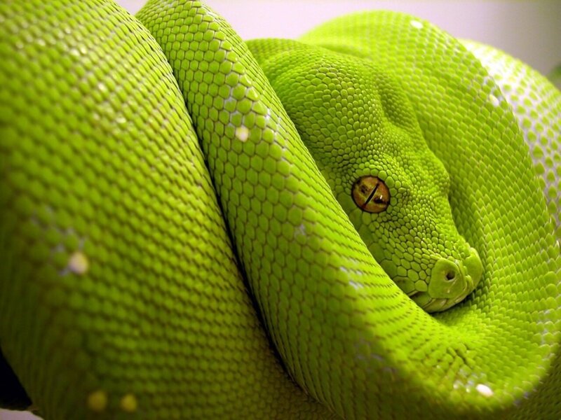 Close-up of a green snake