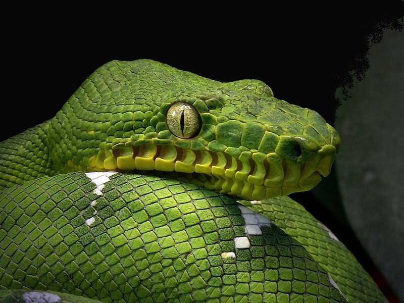 Close-up of a green snake
