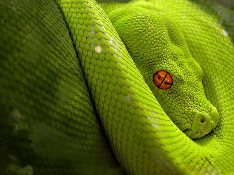 Close-up of a green snake