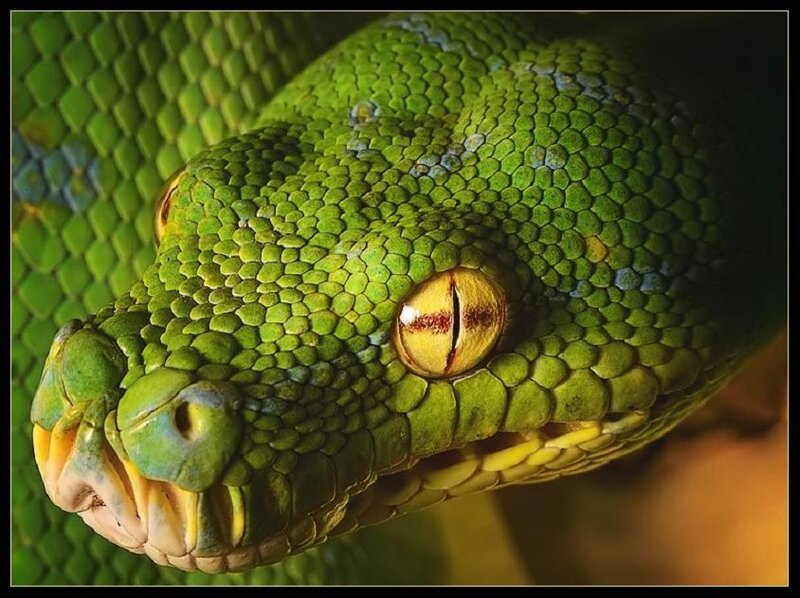 Close-up of a green snake