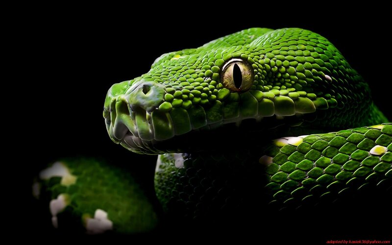 Close-up of a green snake