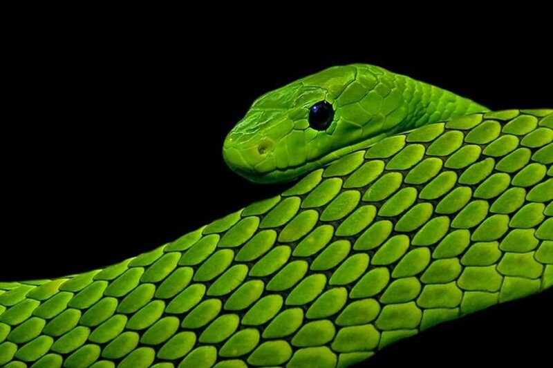 Close-up of a green snake