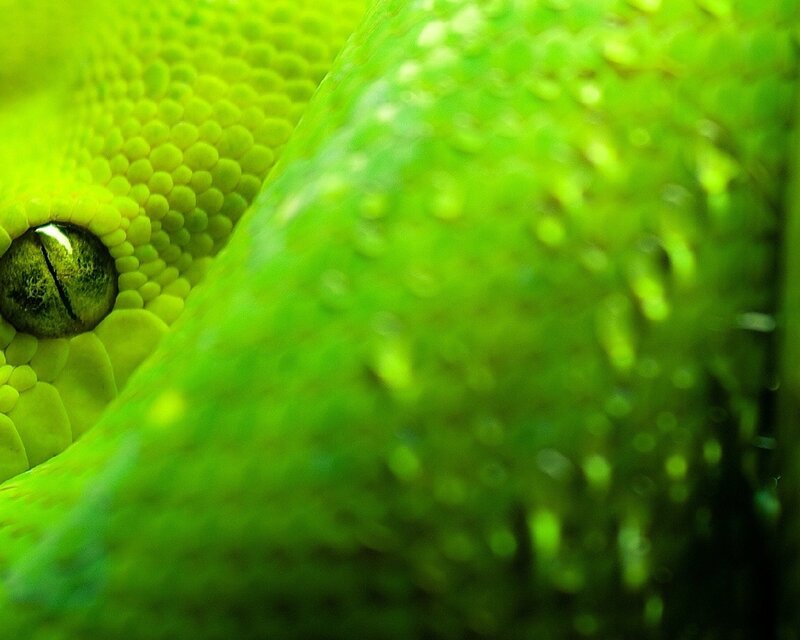 Close-up of a green snake's eye