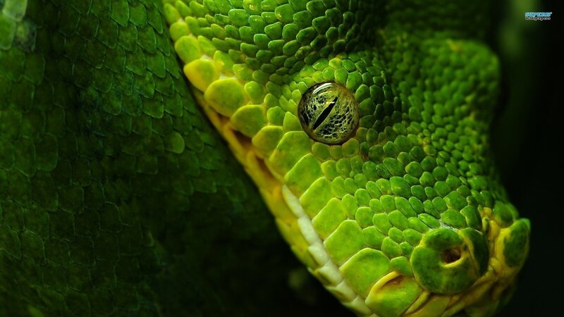 Close-up of a green snake's eye