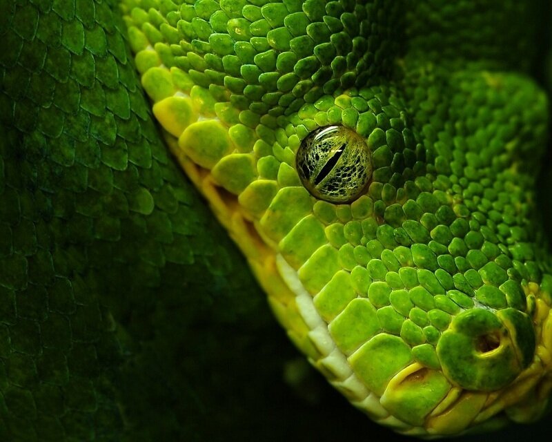 Close-up of a green snake's eye