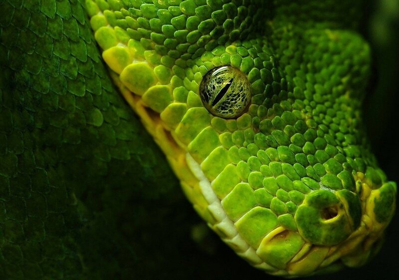 Close-up of a green snake's head
