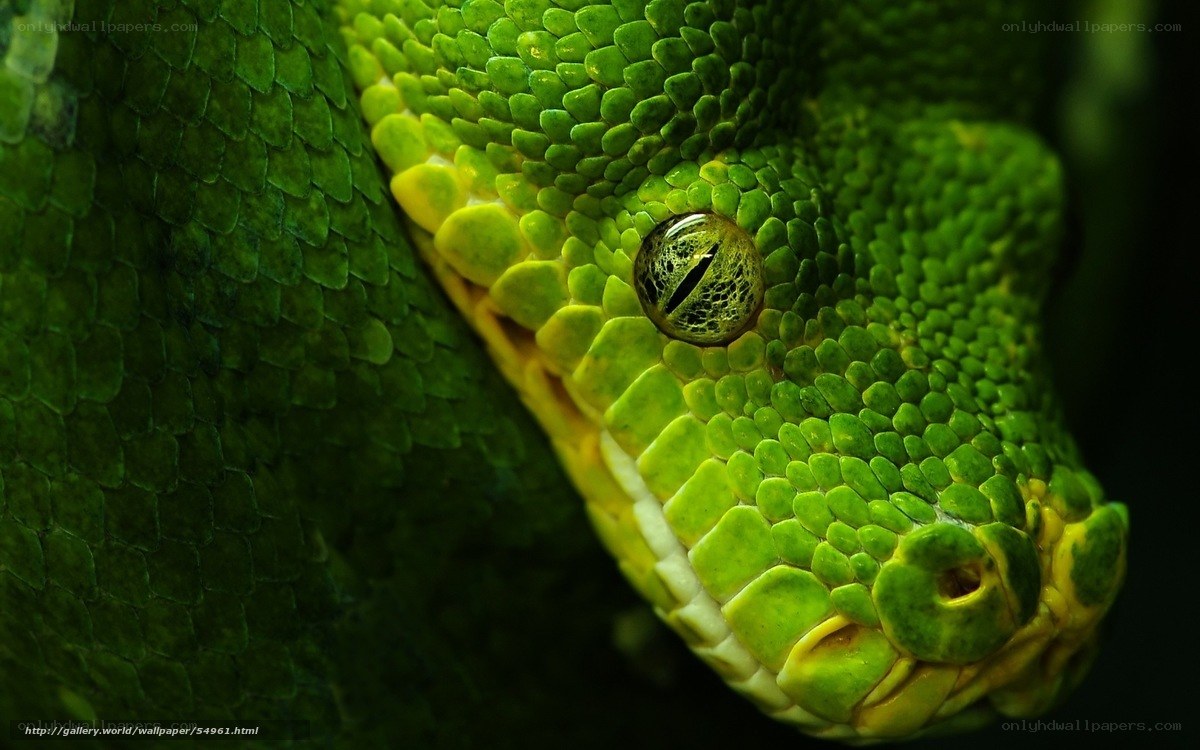 Close-up of a green snake
