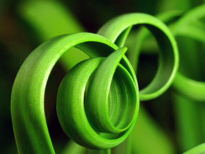 Close-up of a green spiral leaf