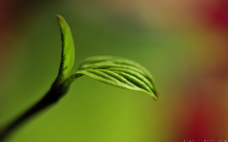 Close-up of a green sprout