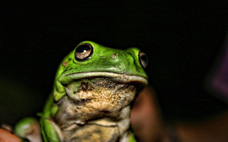 Close-up of a green tree frog