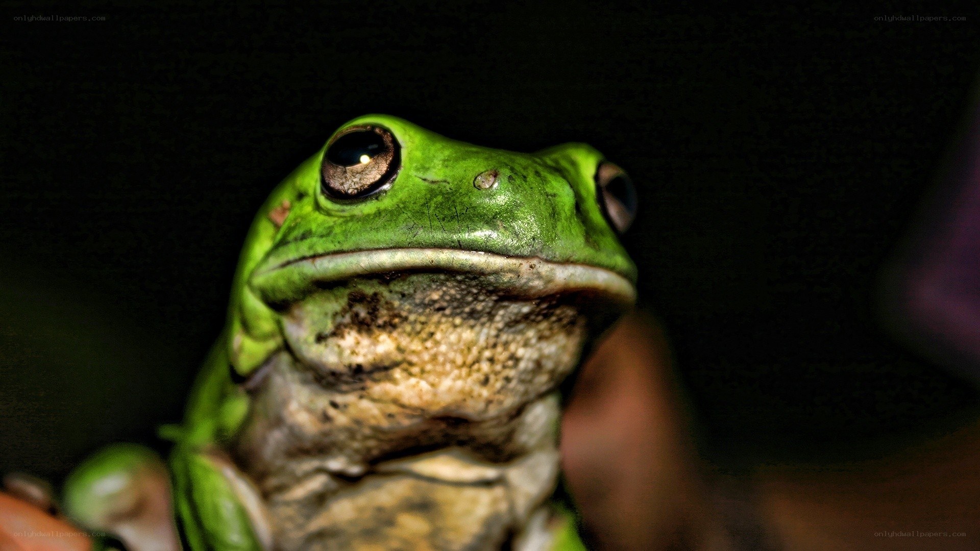 close-up of a green tree frog