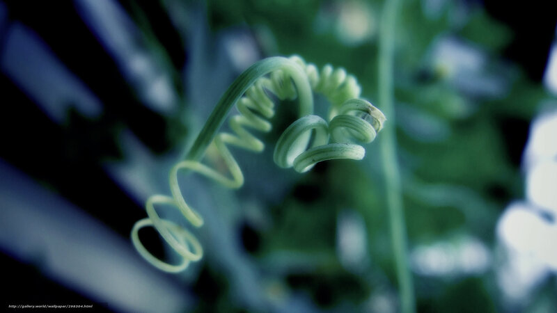 Close-up of a green vine tendril