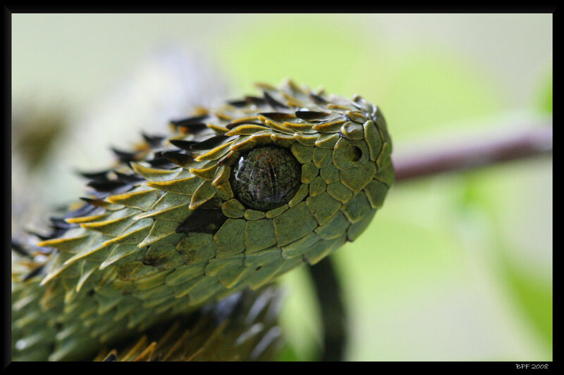 Close-up of a green viper