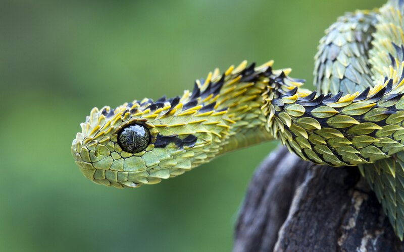 Close-up of a green viper