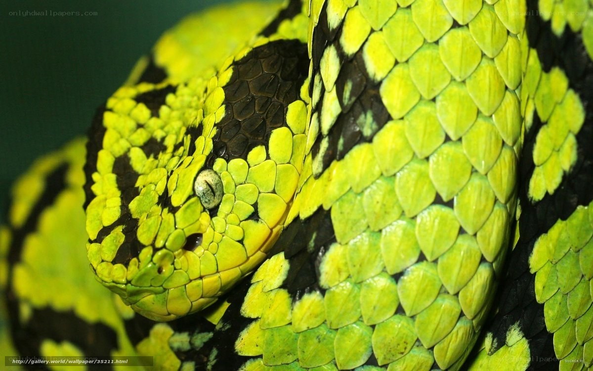 Close-up of a green viper
