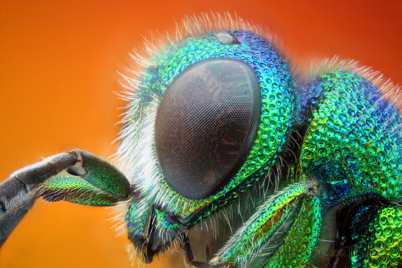 close-up of a green wasp