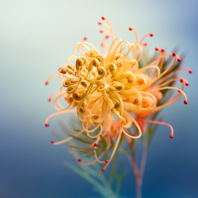 Close-up of a Grevillea flower
