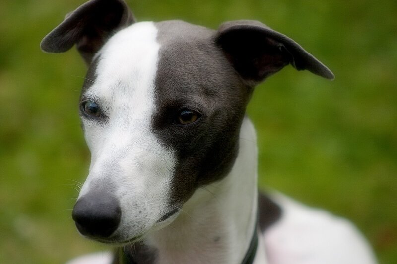 close-up of a grey and white dog