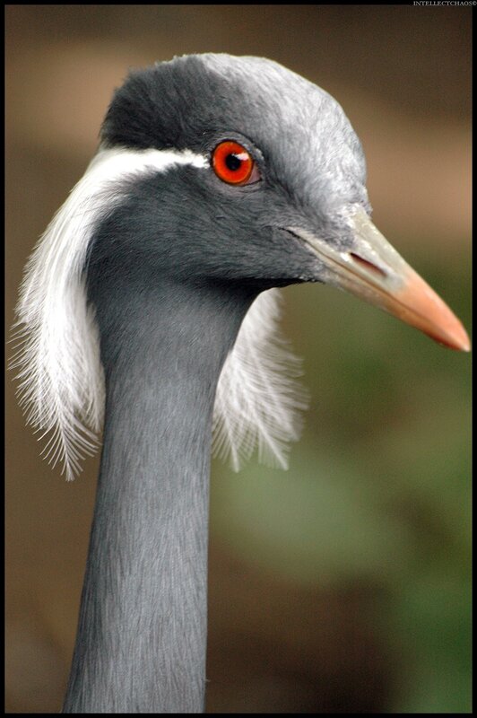 Close-up of a grey crowned crane