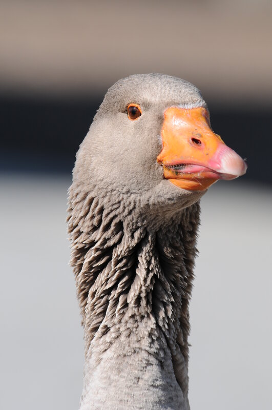 close-up of a grey goose