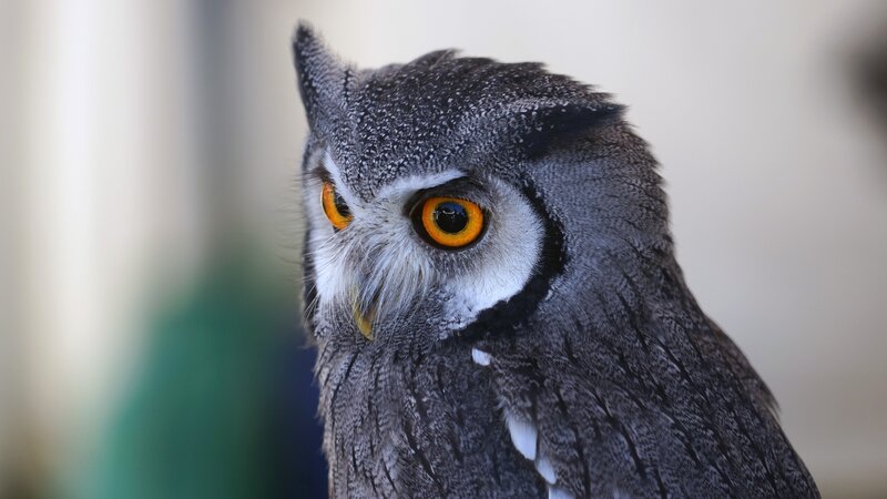 Close-up of a grey owl