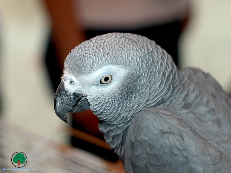 Close-up of a grey parrot