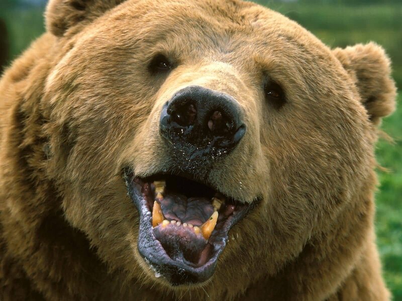 close-up of a grizzly bear