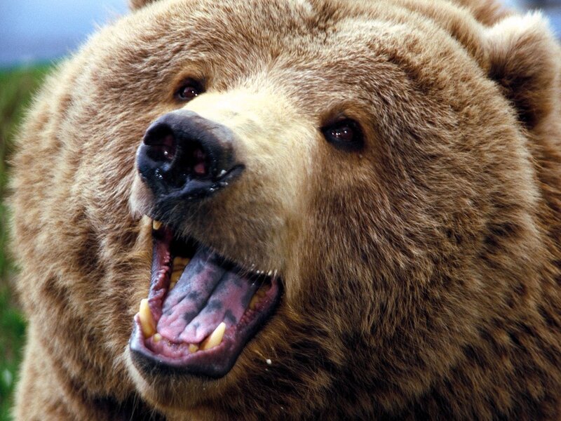 close-up of a grizzly bear