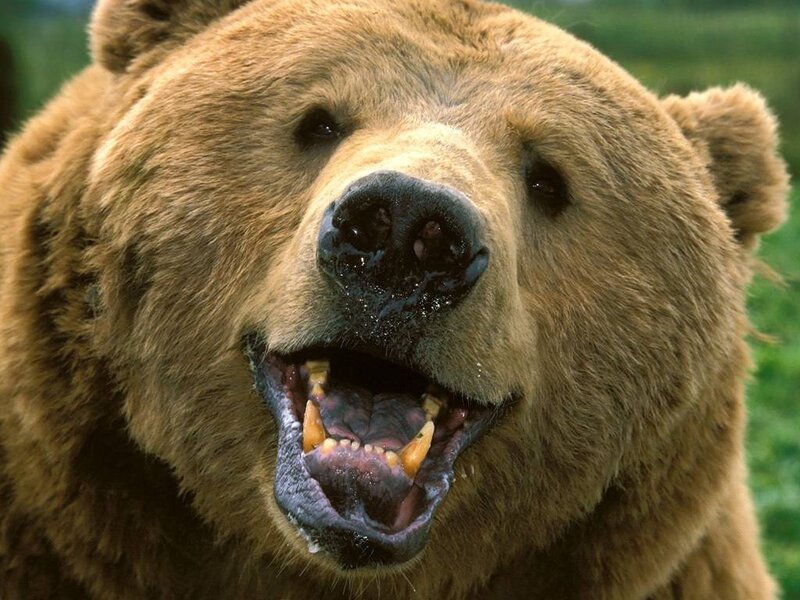 close-up of a grizzly bear