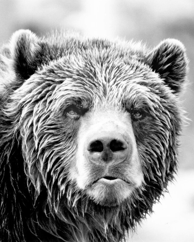 Close-up of a grizzly bear