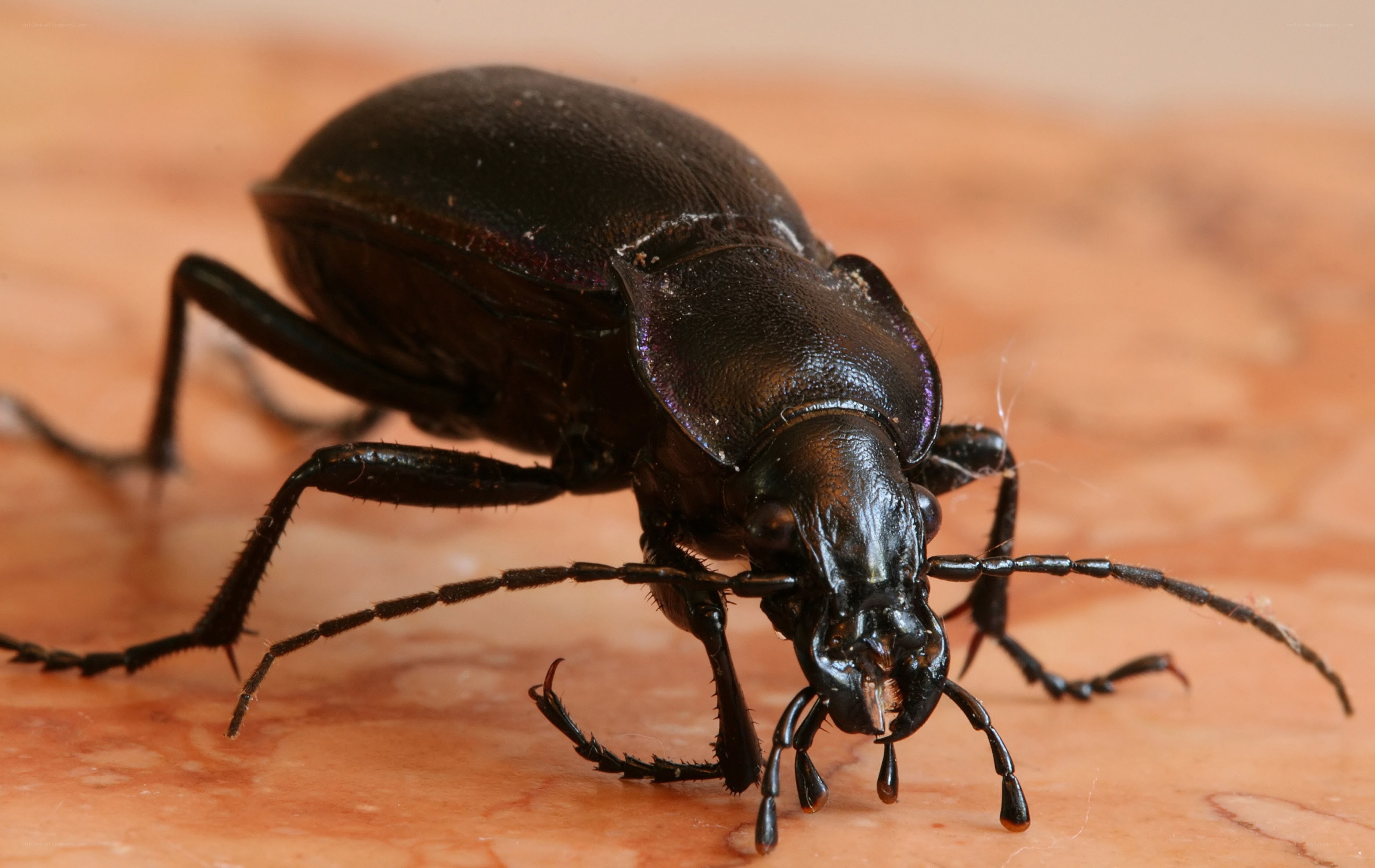 close-up of a ground beetle