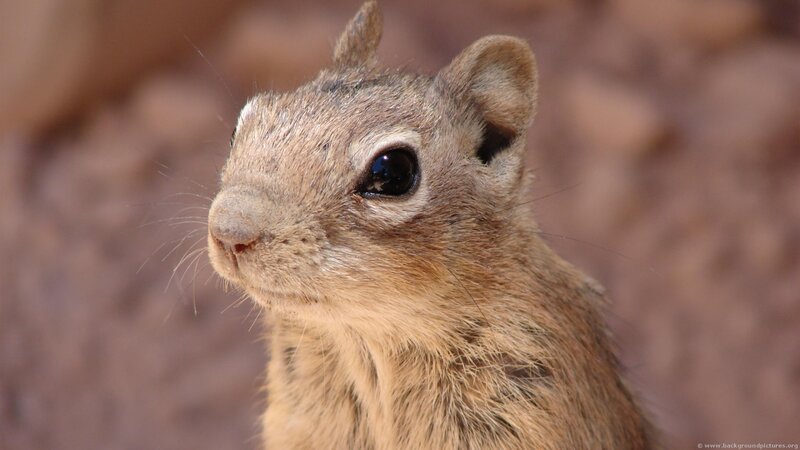 close-up of a ground squirrel