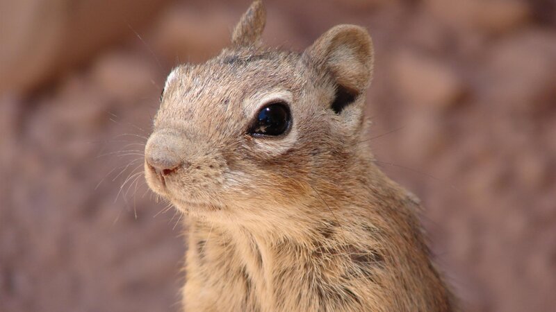 Close-up of a Ground Squirrel — Brown