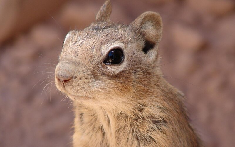 close-up of a ground squirrel